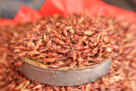 450px-chapulines.jpg