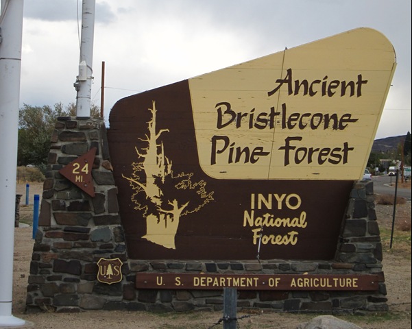 bristlecone.jpg