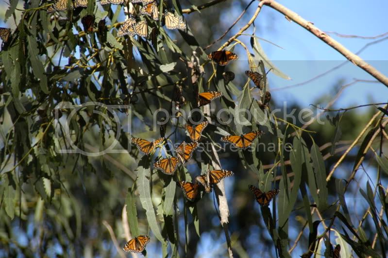 MonarchsDSC_0083.jpg