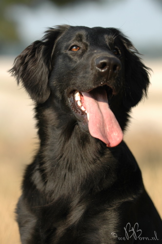 20070519162820!Flatcoat_retriever_2.jpg