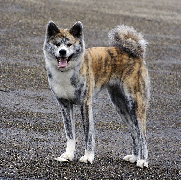 601px-Molly_akita.jpg