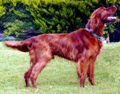 Irish_Setter_stand.jpg