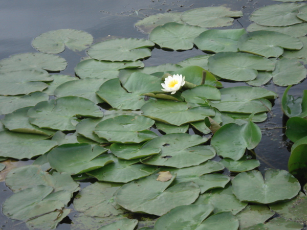 dsc01493gwr98.jpg