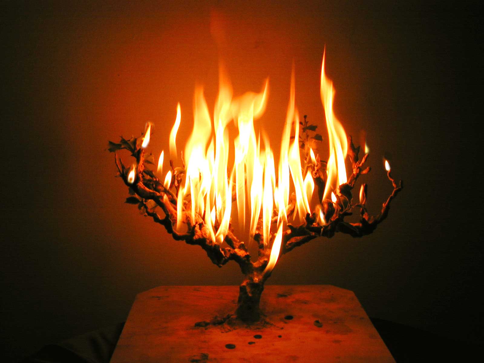 burning-bush.jpg