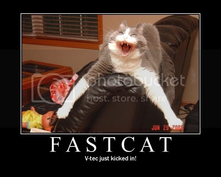 Fastcat.jpg