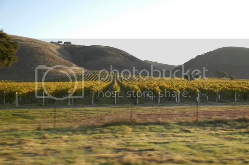 VineyardDSC_0038.jpg