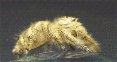 tumblr_nmc7fivCkA1s02vreo1_400.gif