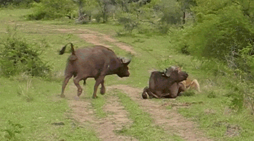 BTvAf0v.gif