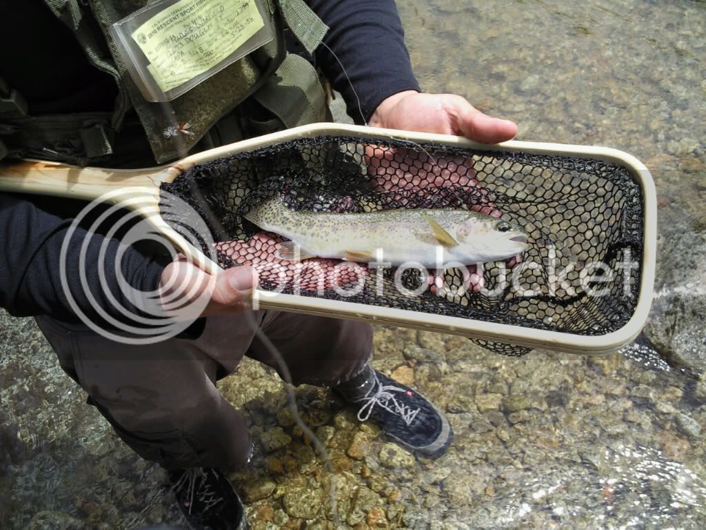 chewiefish2.jpg
