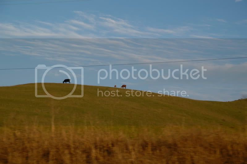 CowDSC_0026.jpg