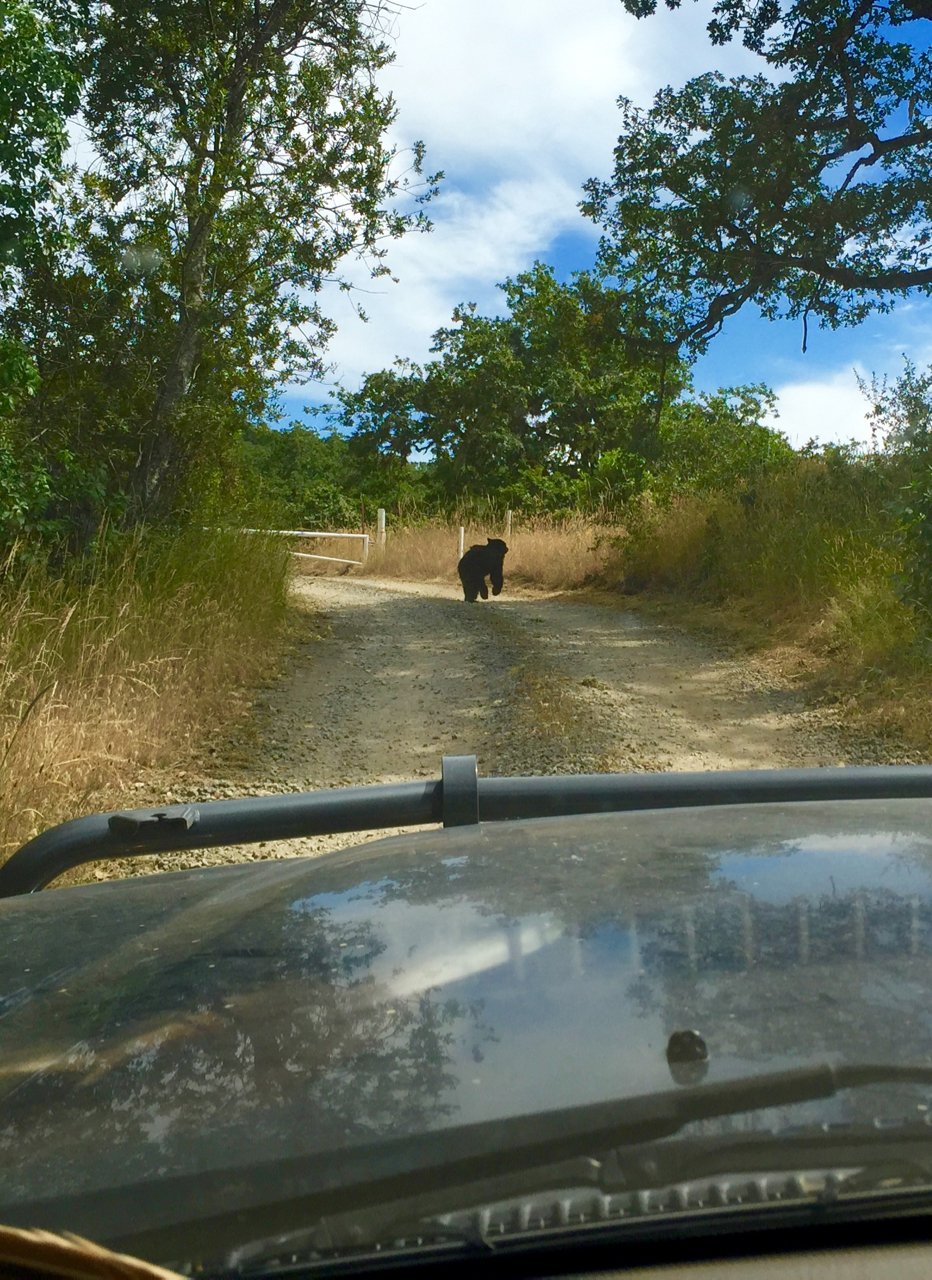 bear100.jpg