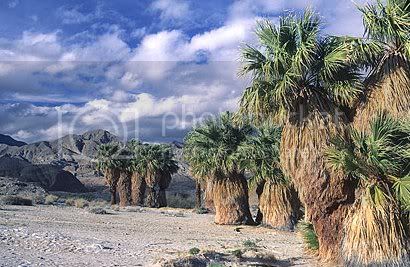 palm.jpg