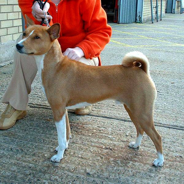 Basenji_600.jpg