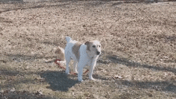 0lFGHfkQiGLhAauvOxAF_Cat%20Owns%20Dog.gif