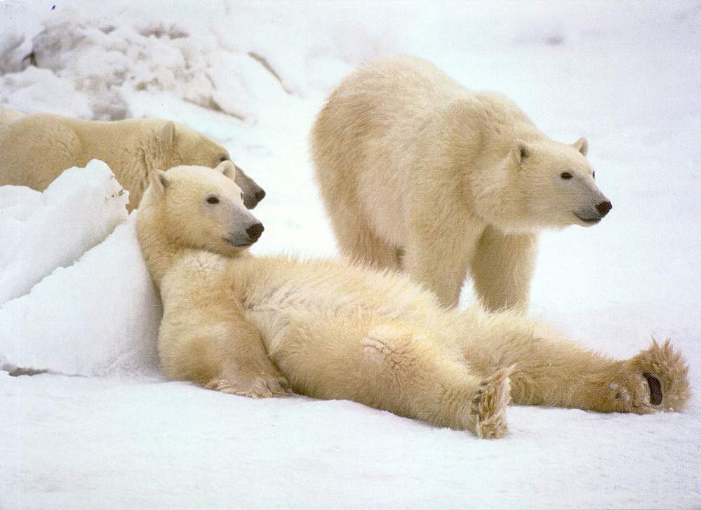 PolarBearsRelaxing.jpg