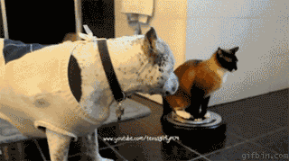 CatOnARoomba.gif