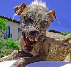 nasty_dog.jpg