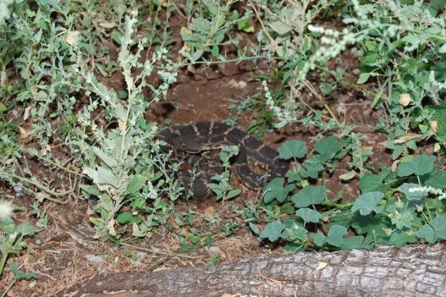 SmileyRock-snake3.jpg