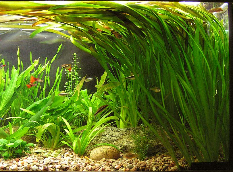 vallisneria-gigantea-02.jpg
