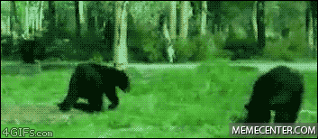 drunk-bear_o_783290.gif