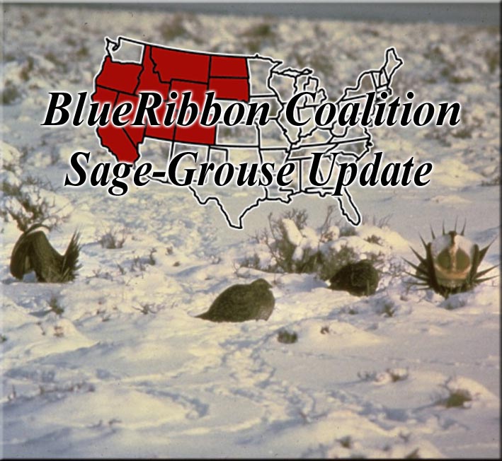 greater-sage-grouse-front.jpg