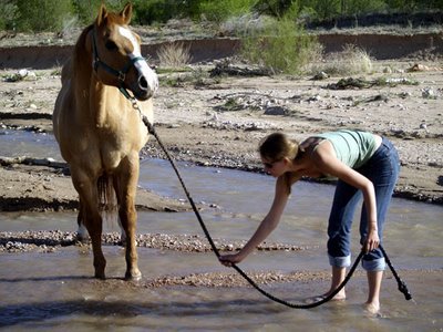 lead_a_horse_to_water1.jpg